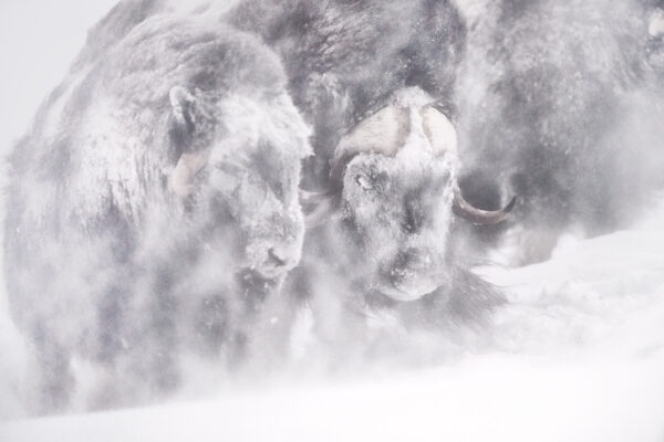 musk oxen in snow storm fine art wildlife photography