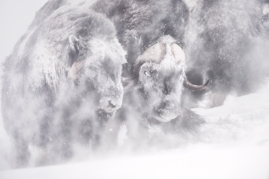 musk oxen in snow storm fine art wildlife photography