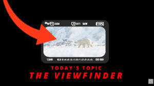 Camera viewfinder showing a wildlife subject framed in snow, illustrating immersive photography and how the viewfinder helps photographers connect with the moment.