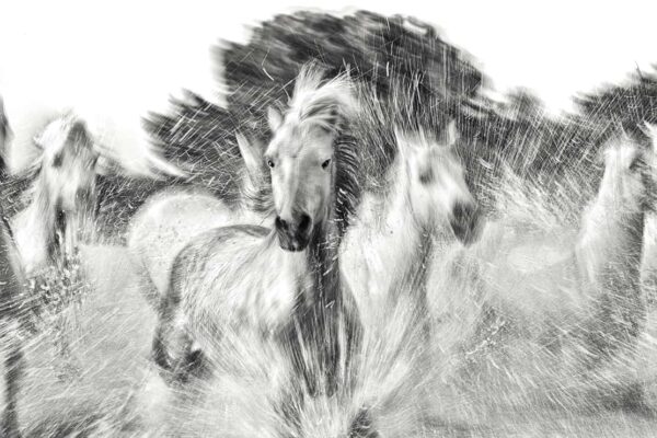 Black and white fine art horse photography capturing emotion and movement