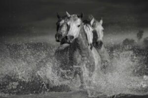 Wild horses running through water in black and white, symbolizing strength, unity, and emotional presence in fine art photography