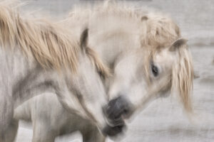 Emotional connection between horses and humans captured in motion