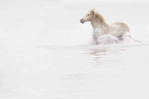 Why Horses Create Such a Deep Emotional Connection With Humans
