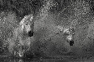 Wild horses running through water at sunrise in North Dakota, capturing strength, freedom, and emotional connection in fine art photography 