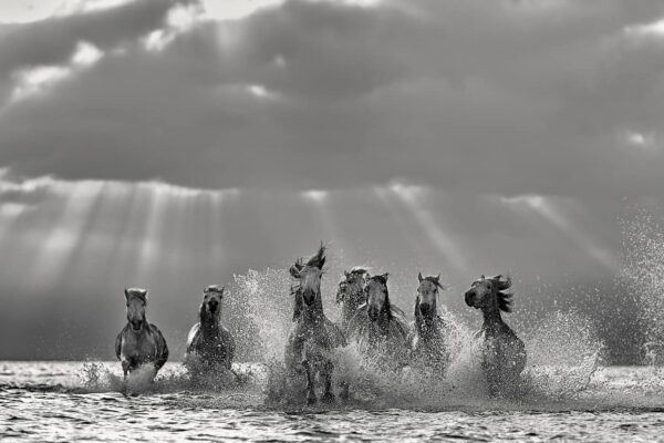 Black and white fine art photograph of wild horses running through water beneath dramatic sun rays, capturing power, motion, and unity.