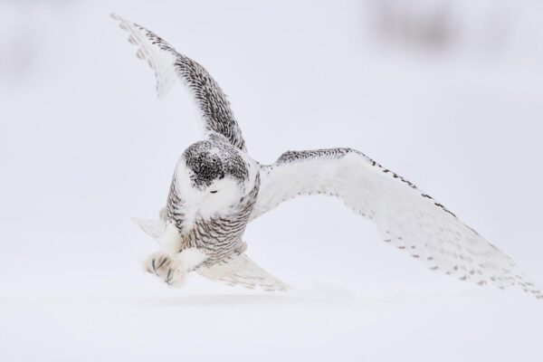 snowy owl flying in snow, fine art photography