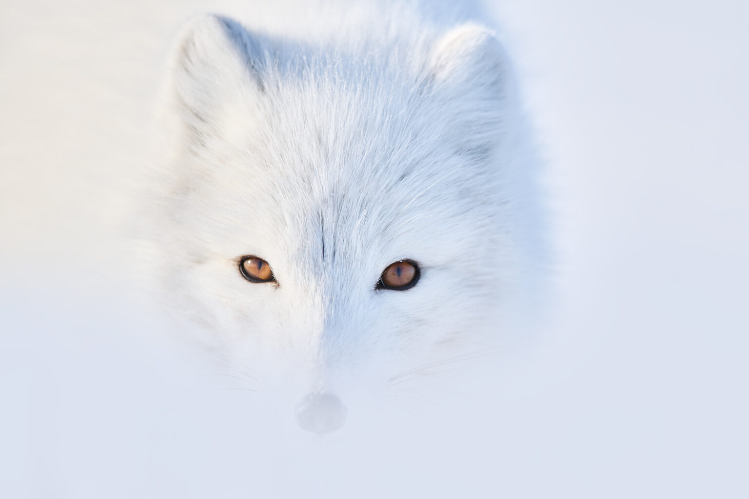 Enjoy Our Arctic Fox Images