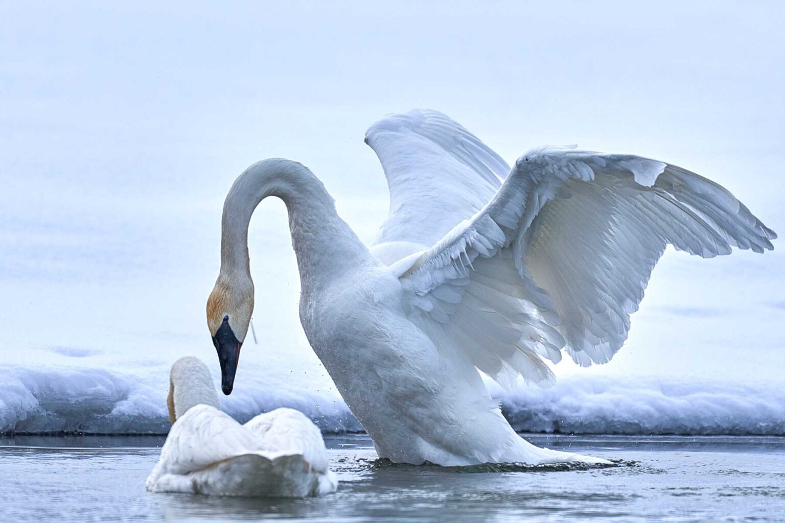 You will Enjoy Our Fine Art Trumpeter Swan Images