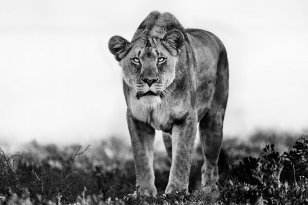Lioness in Africa
