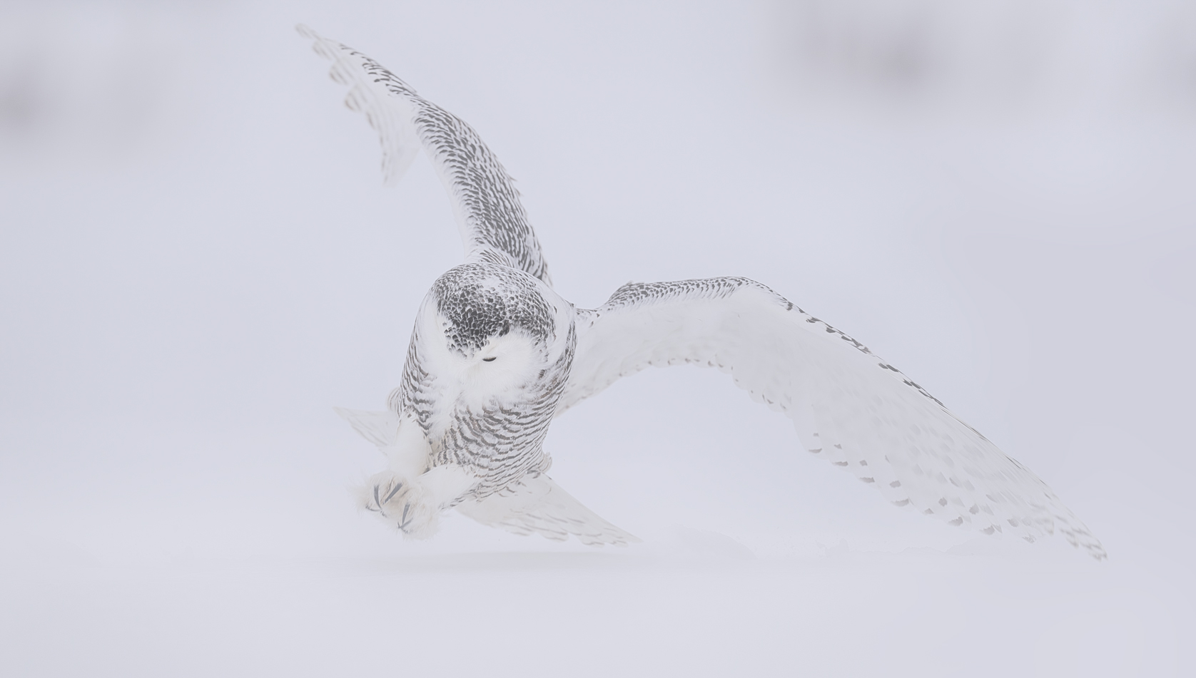 Silent – Limited Edition Fine Art Snowy Owl Photography Print