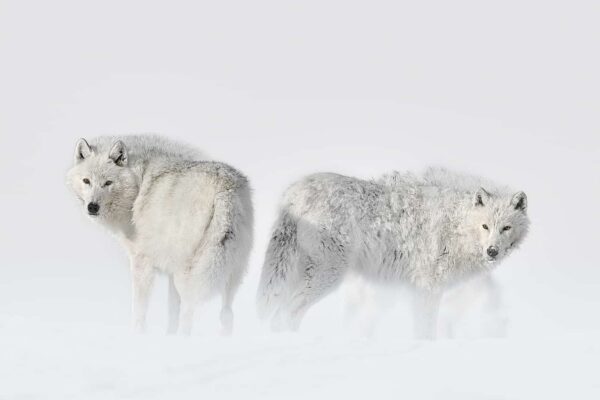 You Will Enjoy Our Arctic Wolf Fine Art Images
