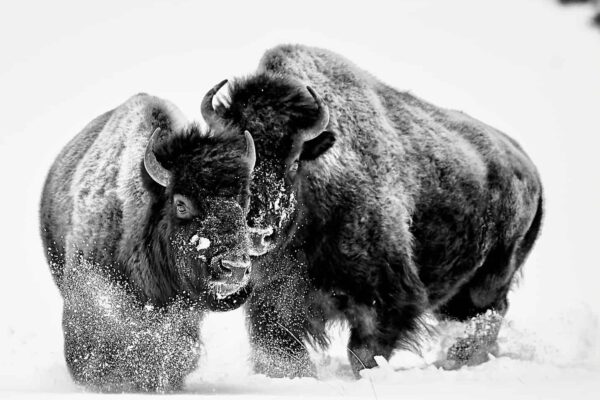 You Will Also Enjoy the Fine Art Bison Images