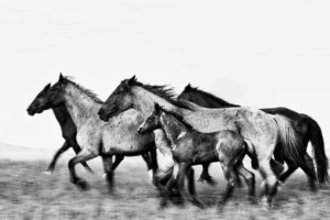 Horses running