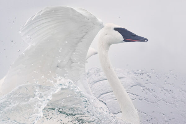 trumpeter swan in canada lan