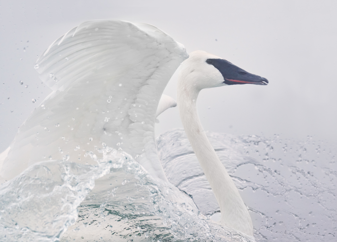 trumpeter swan in canada lan