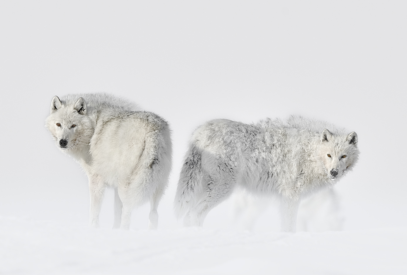 You Will Also Enjoy the Fine Art Arctic Wolf Images