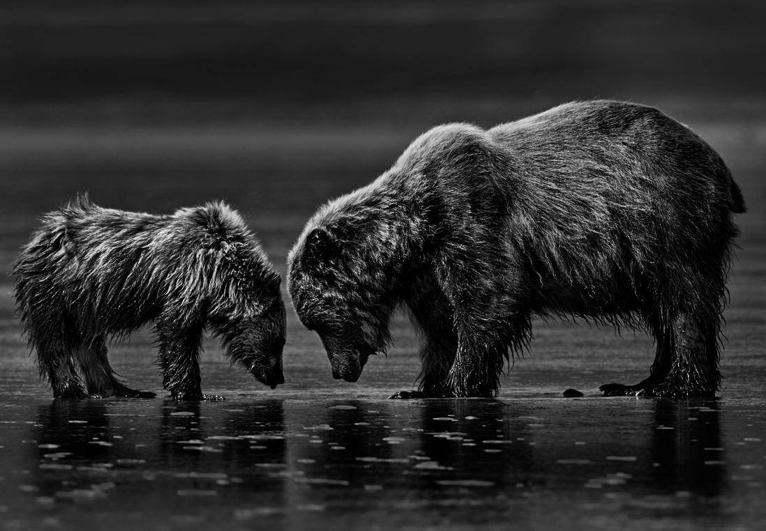 Bear and a cub in alaska fine art wildlife photography