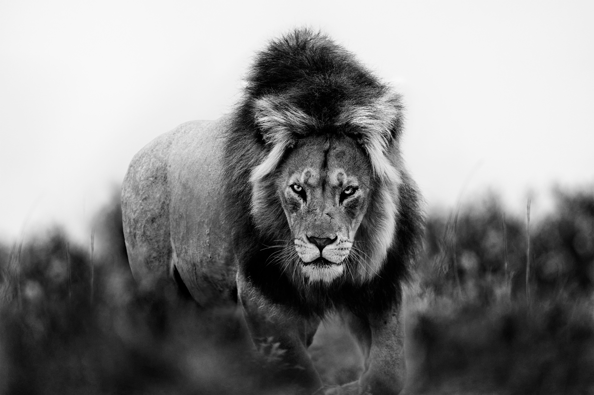 Lion in Africa BLACK AND WHITE FINE ART PHOTOGRAPHY