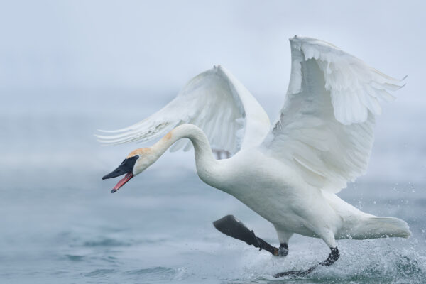 trumpeter swan running on water