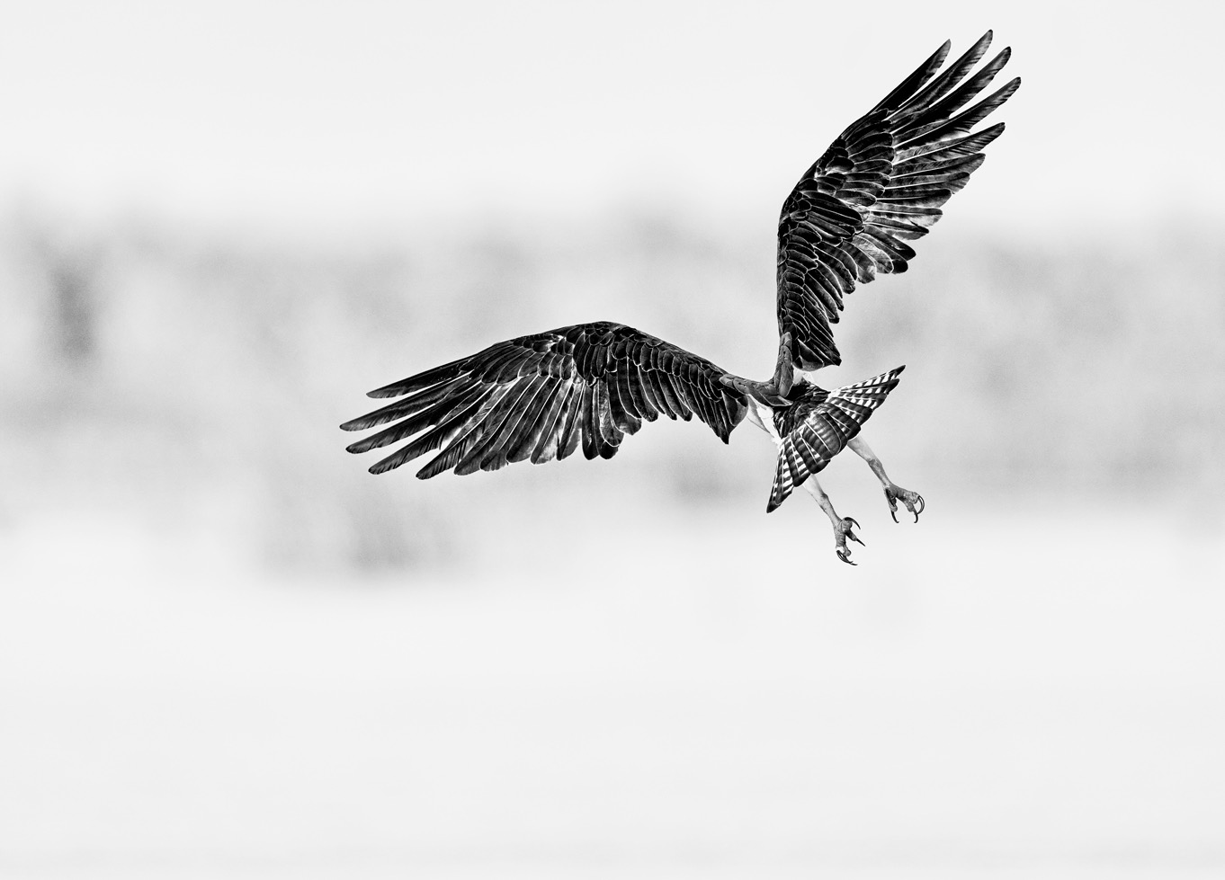 black and white fine art osprey photography