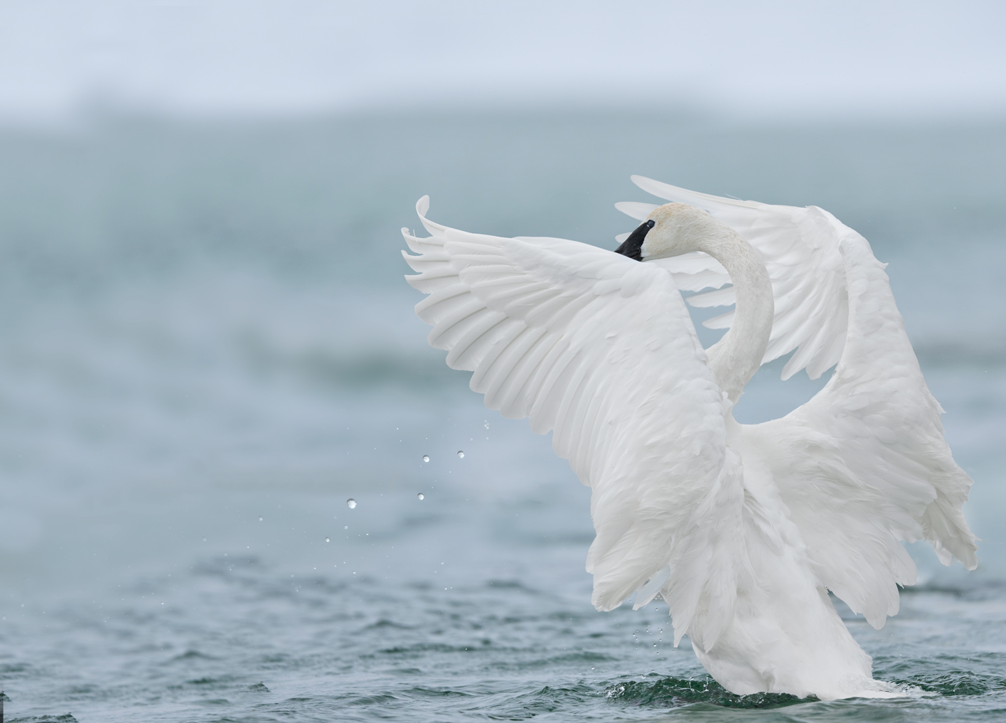 trumpeter swan in canada landing