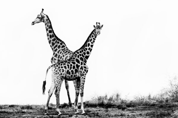 Elegance giraffe fine art black and white photography