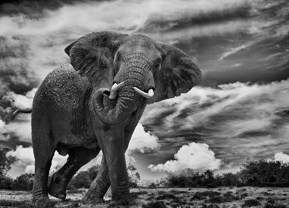 Elephant in Africa Black and white fine art wildlife Photography