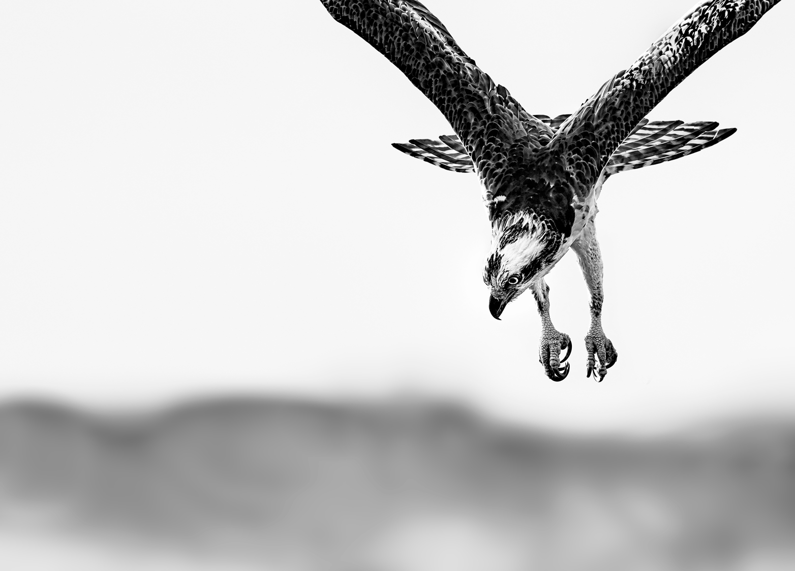 Locked In by Ejaz Khan, limited-edition fine art Osprey photography print capturing an Osprey descending toward the water in Florida.