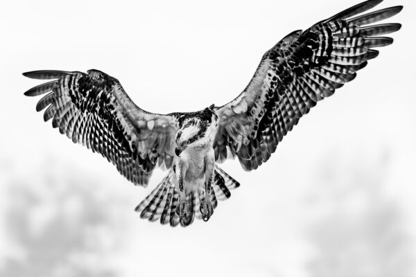 Ospray with open wings in florida