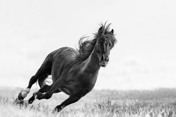 Ejaz Khan Photography Fine art horse photography