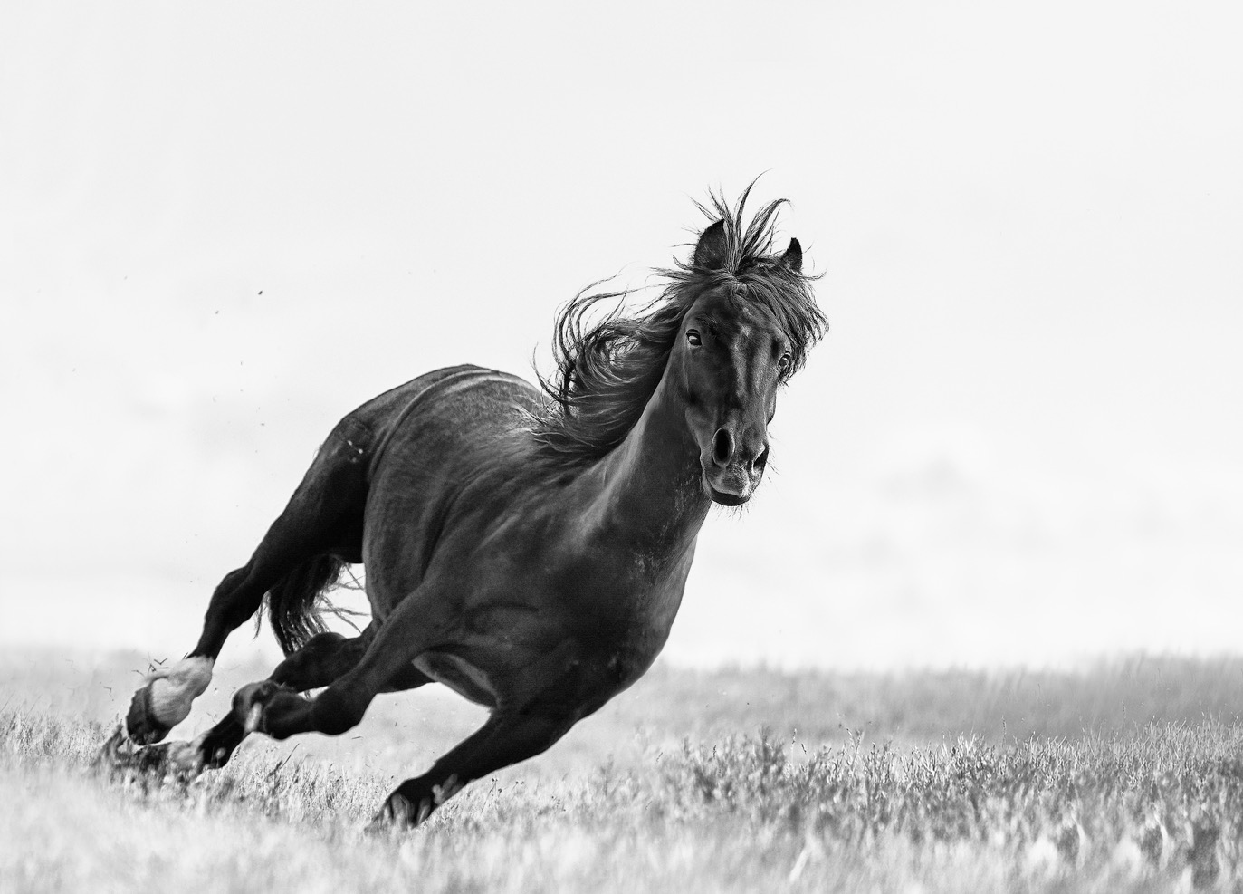 Ejaz Khan Photography Fine art horse photography