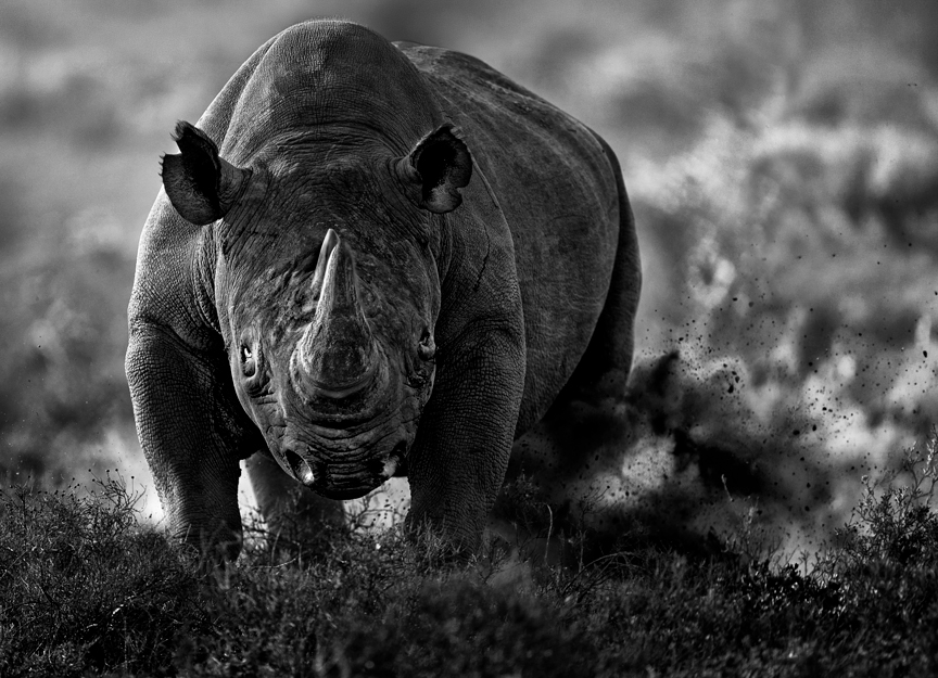Rino in Africa