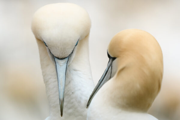 Bird fine art photography