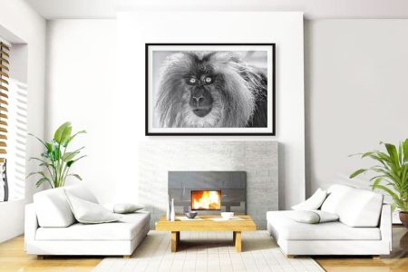 EJAZ-KHAN-EARTH-LION-TAILED-MACAQUE-PRINT-HANGING-IN-HOME